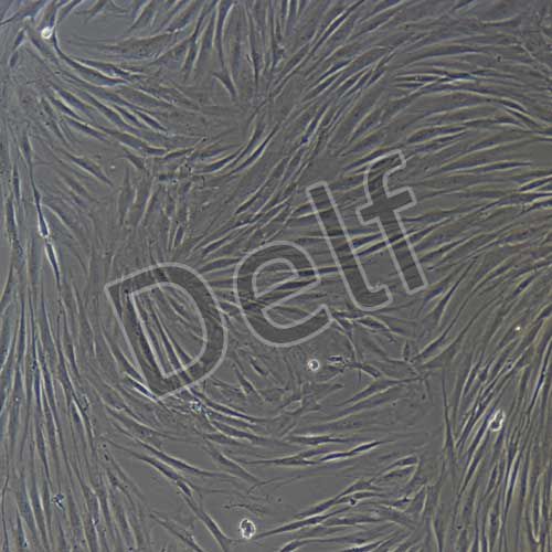 人原代增生性瘢痕成纖維細(xì)胞