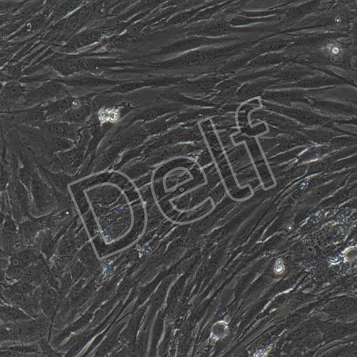 人原代真皮成纖維細(xì)胞