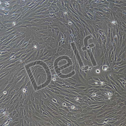 人原代真皮毛乳頭細胞