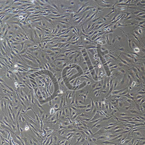 人原代真皮微血管內(nèi)皮細(xì)胞