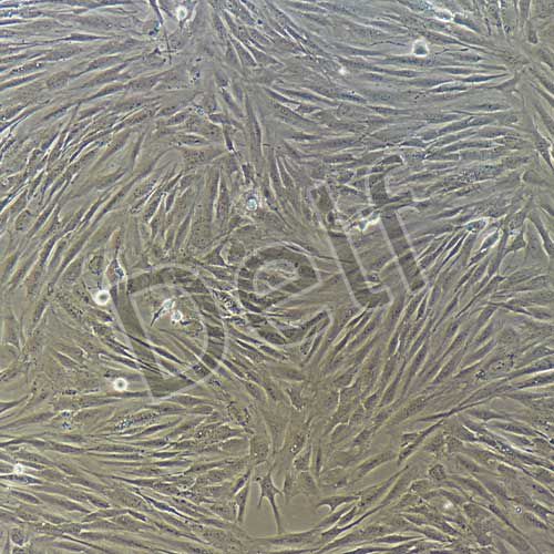 人支氣管平滑肌細胞永生化-sv40