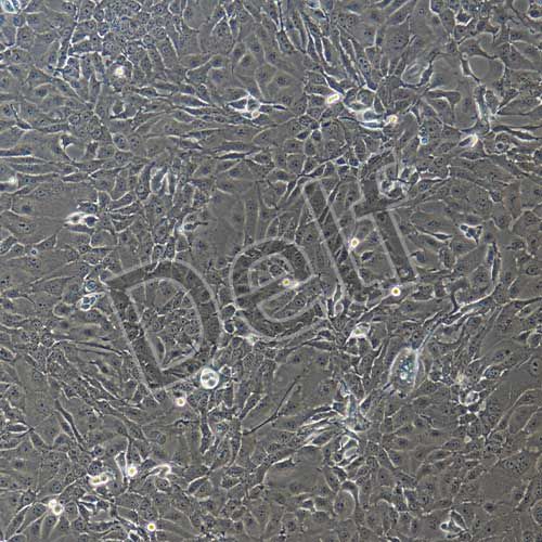 人原代支氣管上皮細(xì)胞