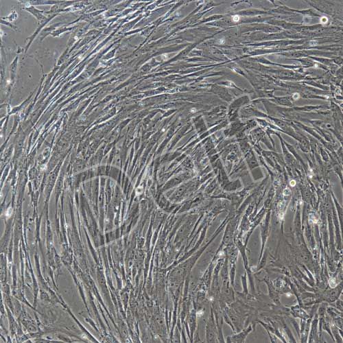 人原代脂肪干細(xì)胞