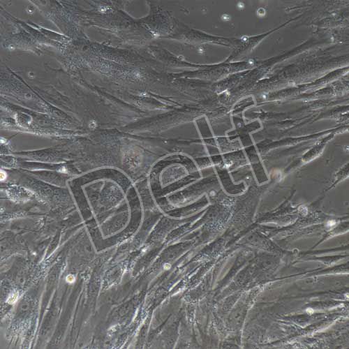 人原代脂肪干細(xì)胞