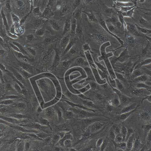 人原代主動脈內皮細胞