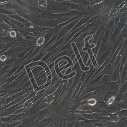 人原代主動脈平滑肌細胞