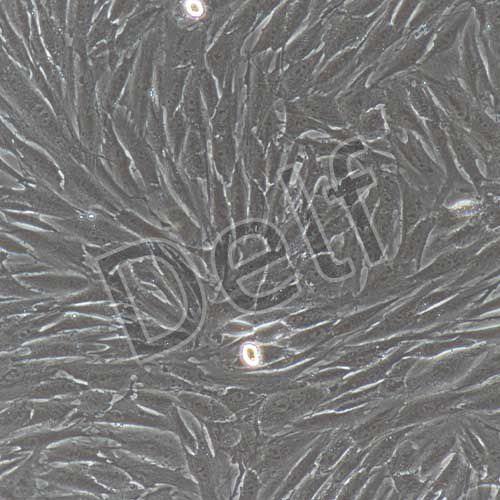 兔原代成骨細(xì)胞