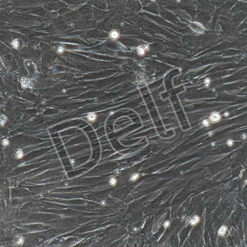 兔原代肺成纖維細(xì)胞