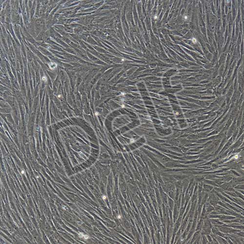 兔原代骨髓間充質(zhì)干細(xì)胞