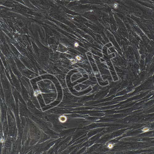 兔原代骨髓間充質(zhì)干細(xì)胞