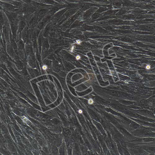 兔原代骨髓間充質(zhì)干細(xì)胞