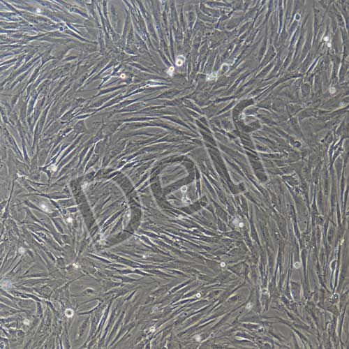 兔原代結膜成纖維細胞