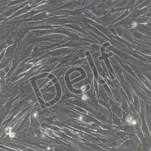 兔原代結膜成纖維細胞