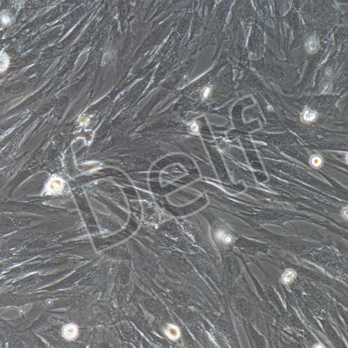 兔原代結膜成纖維細胞