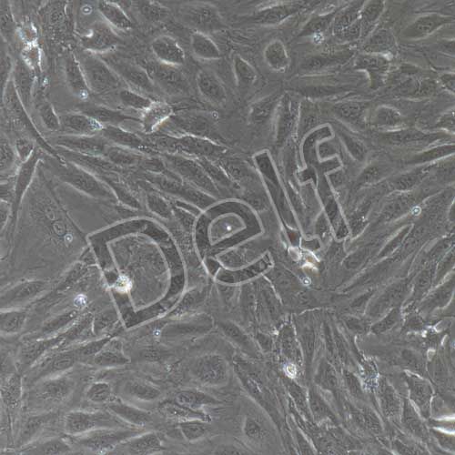 兔原代晶狀體上皮細胞