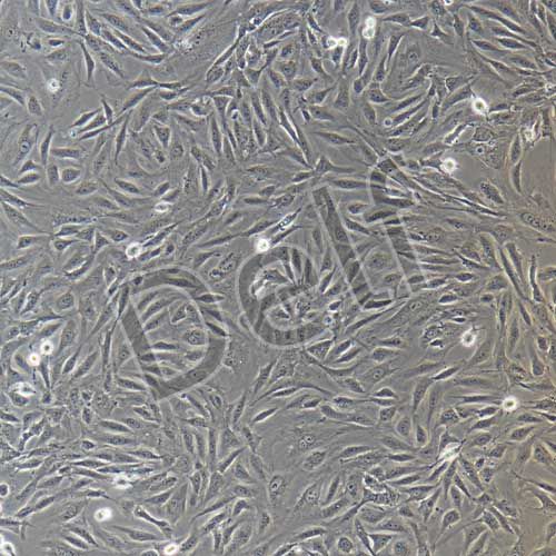 兔原代臍靜脈內(nèi)皮細(xì)胞