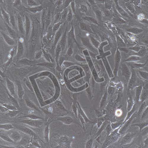 兔原代臍靜脈內(nèi)皮細(xì)胞