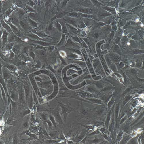 兔原代軟骨細(xì)胞