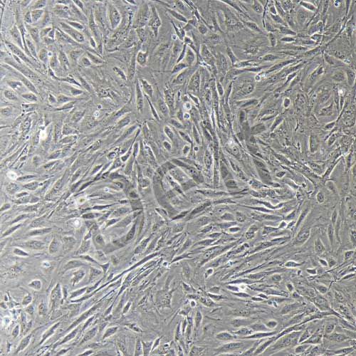 兔原代腎小管上皮細(xì)胞