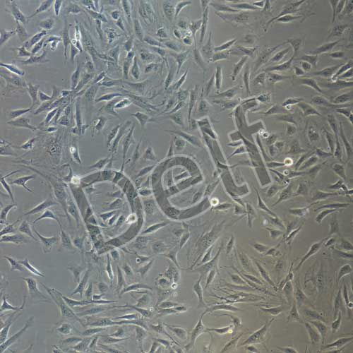 兔原代視網(wǎng)膜色素上皮細胞