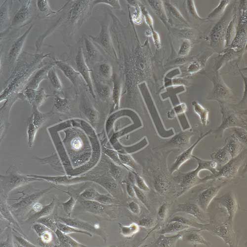 兔原代視網(wǎng)膜色素上皮細胞