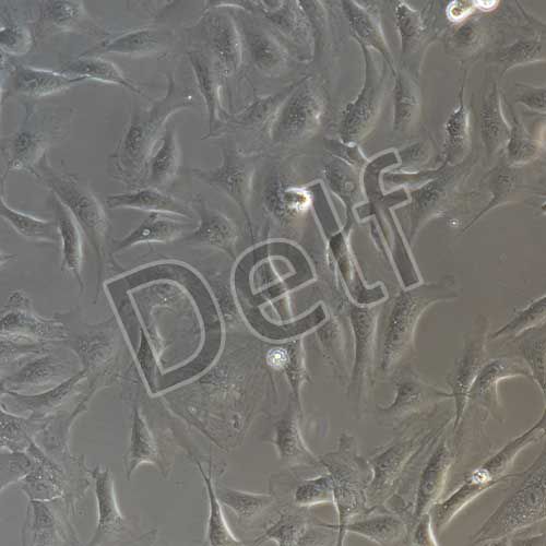 兔原代視網(wǎng)膜色素上皮細胞