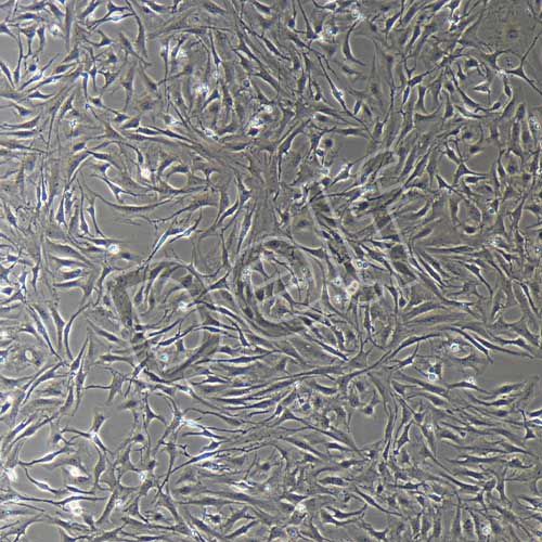 兔原代髓核細胞