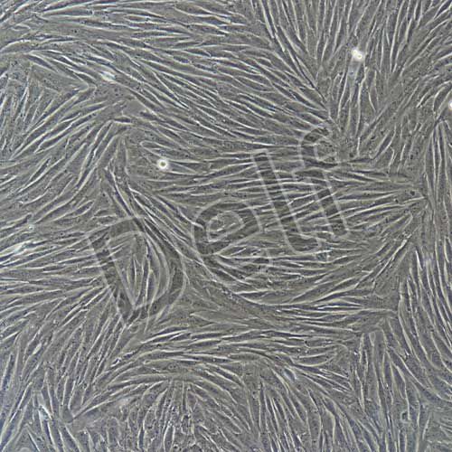 兔原代牙髓干細胞