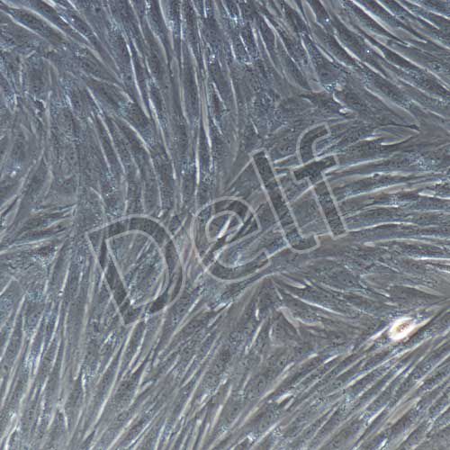 兔原代牙髓干細胞