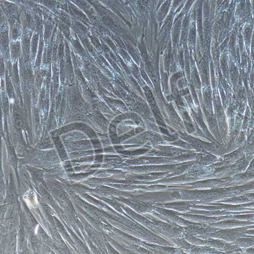 兔原代牙髓干細胞