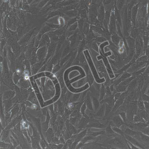 兔原代支氣管上皮細(xì)胞