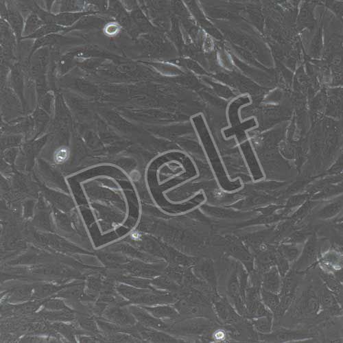 兔原代支氣管上皮細(xì)胞