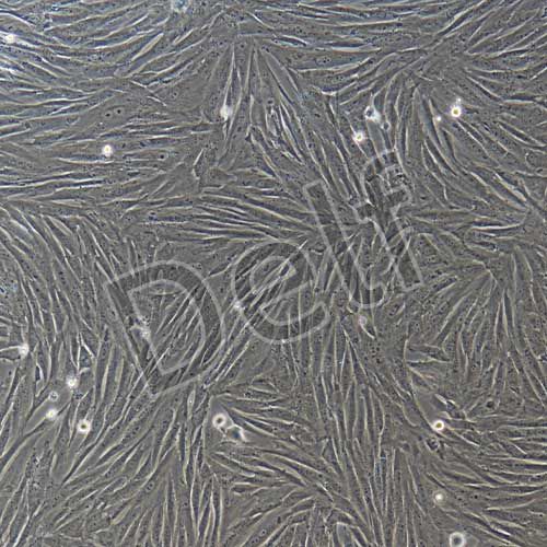 兔原代主動(dòng)脈平滑肌細(xì)胞