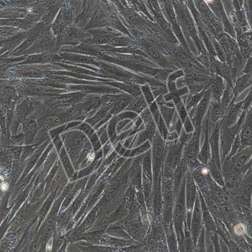 兔原代主動(dòng)脈平滑肌細(xì)胞