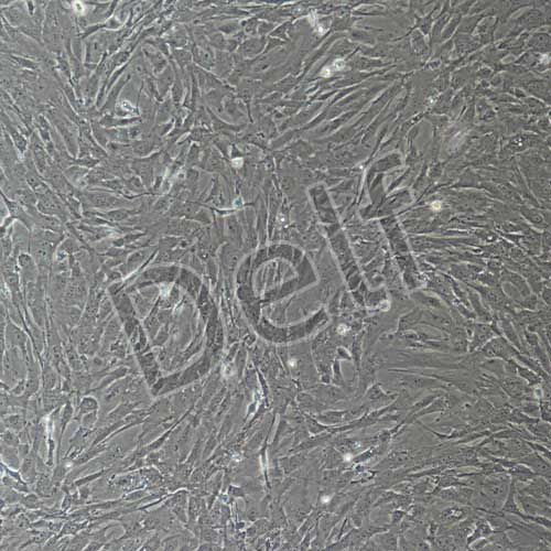小鼠原代乳腺成纖維細(xì)胞
