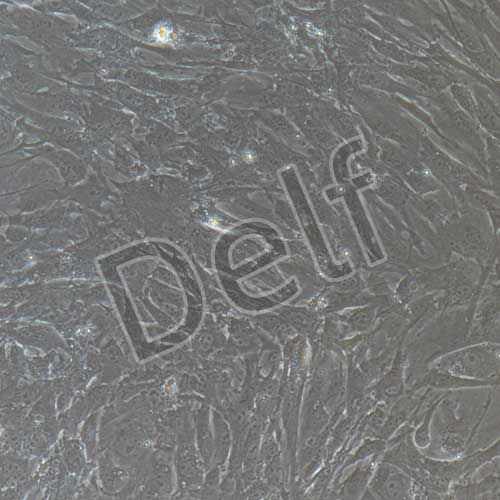 小鼠原代乳腺成纖維細(xì)胞