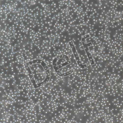 小鼠原代B淋巴細(xì)胞