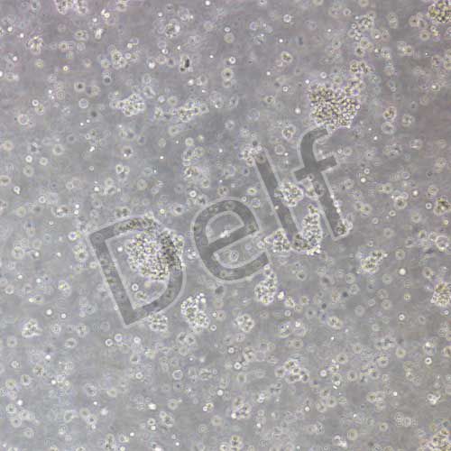 小鼠原代DC細胞