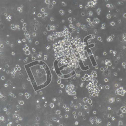 小鼠原代DC細胞