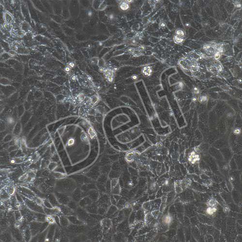 小鼠原代膀胱上皮細(xì)胞