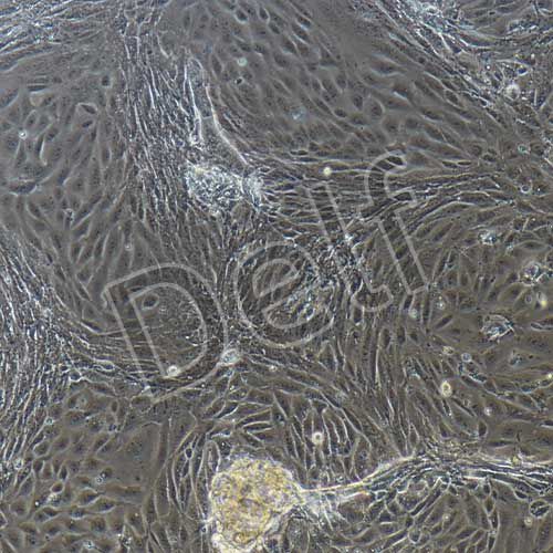 小鼠原代腸道干細(xì)胞