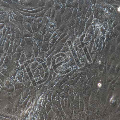 小鼠原代腸道干細(xì)胞