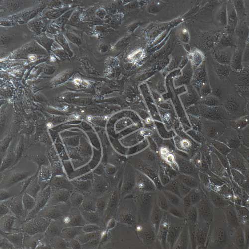 小鼠原代腸道干細(xì)胞