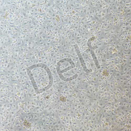 小鼠原代腸巨噬細胞