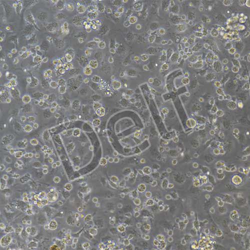 小鼠原代腸巨噬細胞