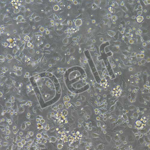 小鼠原代腸巨噬細胞