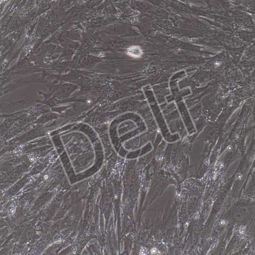 小鼠原代肺動(dòng)脈平滑肌細(xì)胞