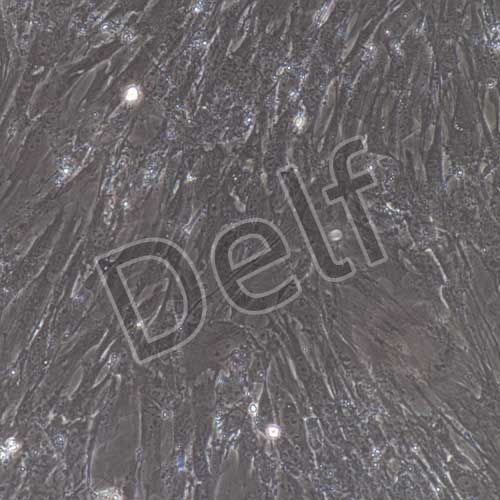 小鼠原代肺動(dòng)脈平滑肌細(xì)胞