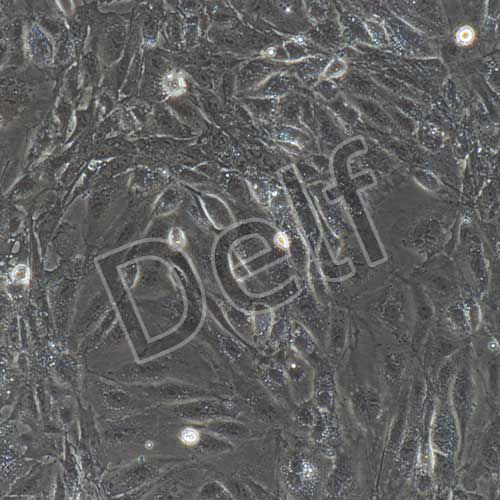 小鼠原代腹膜間皮細胞