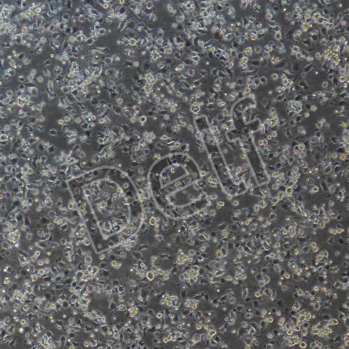 小鼠原代肝kupffer細(xì)胞